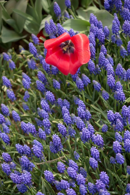 Colorful tulip flower bloom in the garden