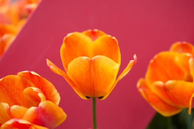 Colorful tulip flower bloom with a colorful background