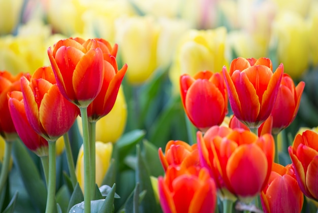 Colorful tulip flower fields blooming in the garden