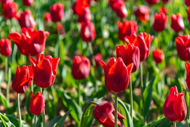 Colorful Tulip flower fields in springtime morning