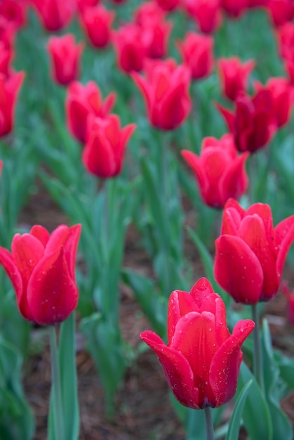 Colorful Tulip flower fields in springtime morning