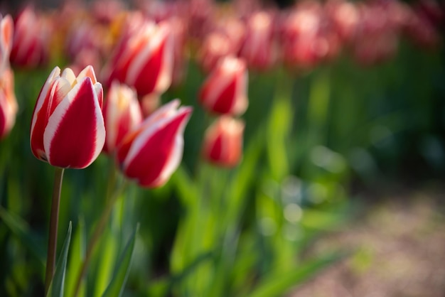 Colorful Tulip flower fields in springtime morning