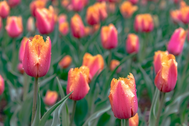 Colorful Tulip flower fields in springtime morning