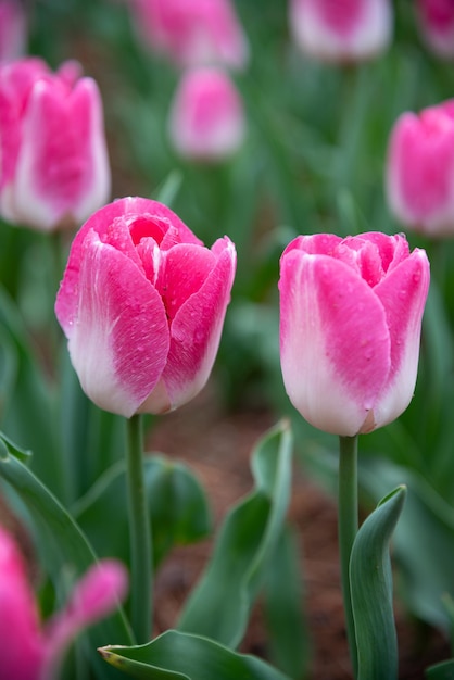 Colorful Tulip flower fields in springtime morning