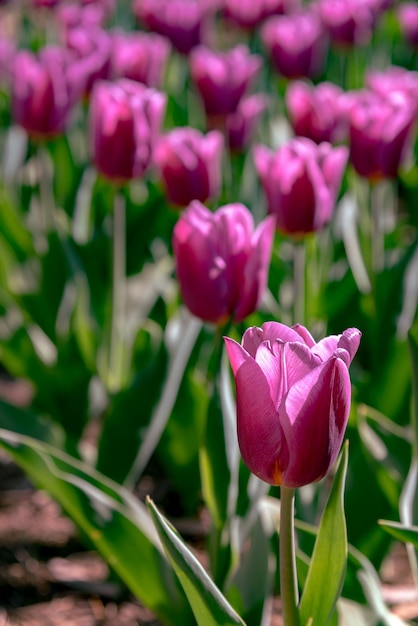 Colorful Tulip flower fields in springtime morning