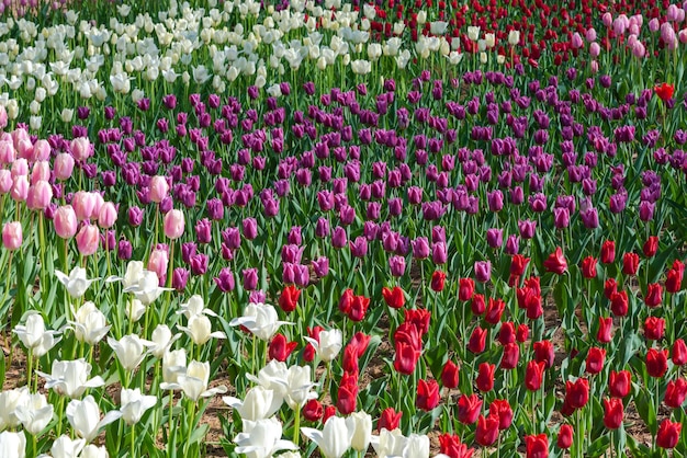 Colorful Tulip flower fields in springtime morning