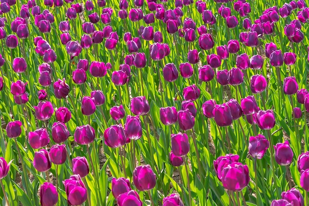 Colorful Tulip flower fields in springtime morning