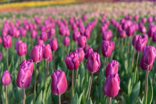 Colorful Tulip flower fields in springtime morning