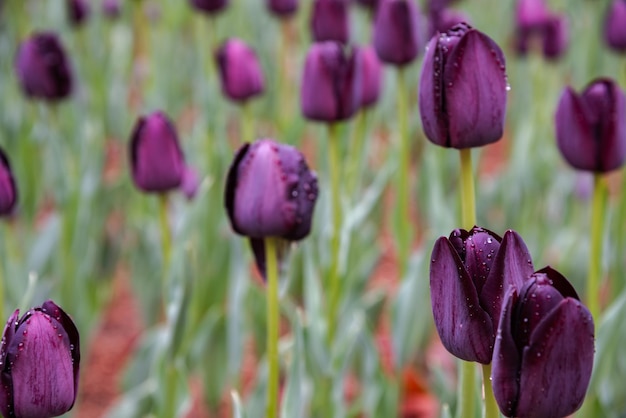 Colorful Tulip flower fields in springtime morning