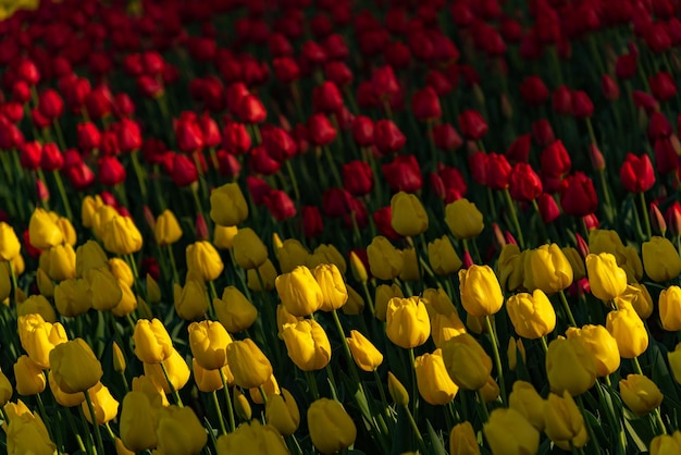 Colorful Tulip flower fields in springtime morning