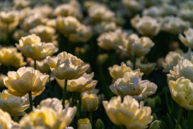 Colorful Tulip flower fields in springtime morning