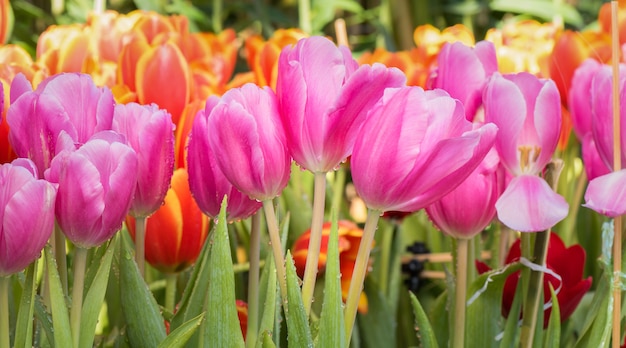 Colorful tulip flower in natural garden