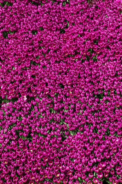 Colorful tulip flowers as a background in the garden