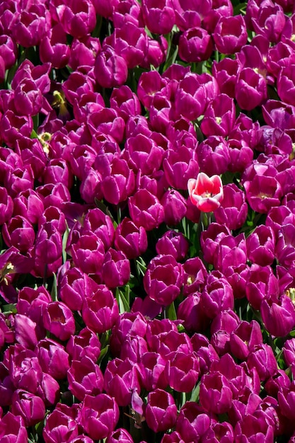 Colorful tulip flowers as a background in the garden