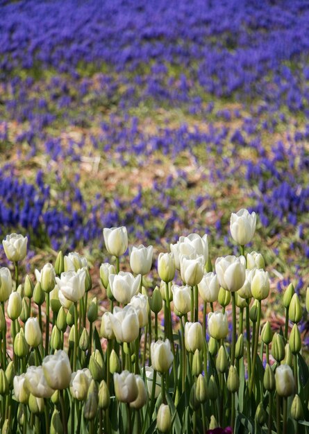 Colorful tulip flowers as a background in the garden