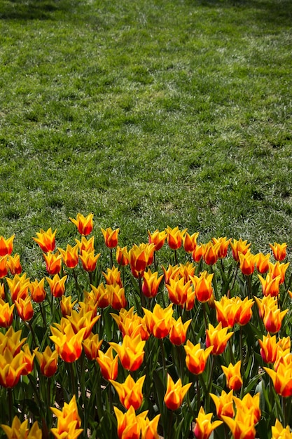 Colorful tulip flowers as a background in the garden