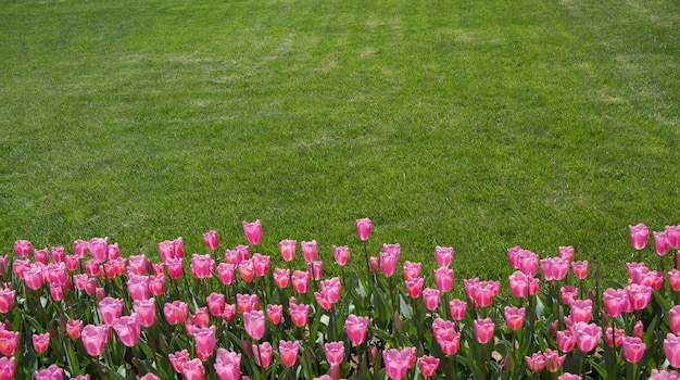 Colorful tulip flowers as a background in the garden