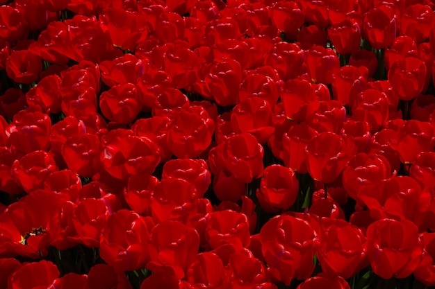 Colorful tulip flowers as a background in the garden