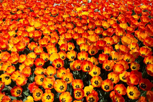 Colorful tulip flowers as a background in the garden