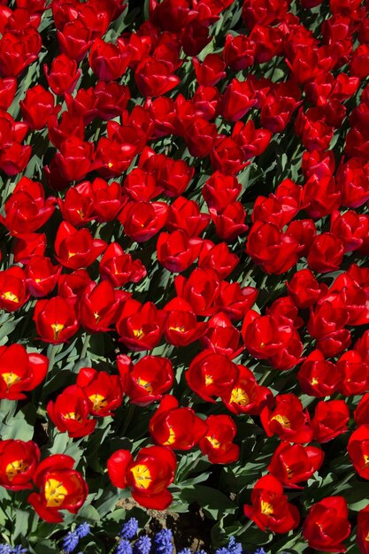 Colorful tulip flowers as a background in the garden