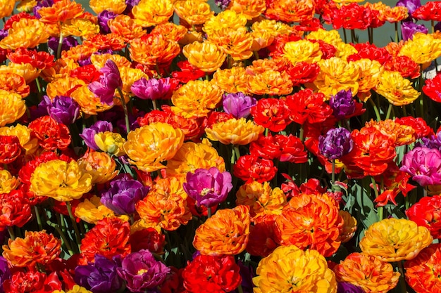 Colorful tulip flowers as a background in the garden