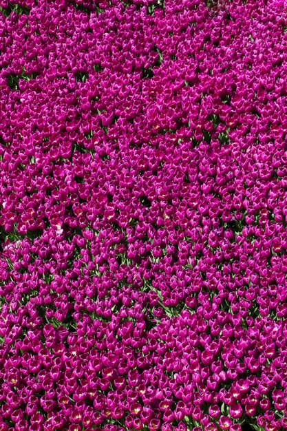 Colorful tulip flowers as a background in the garden