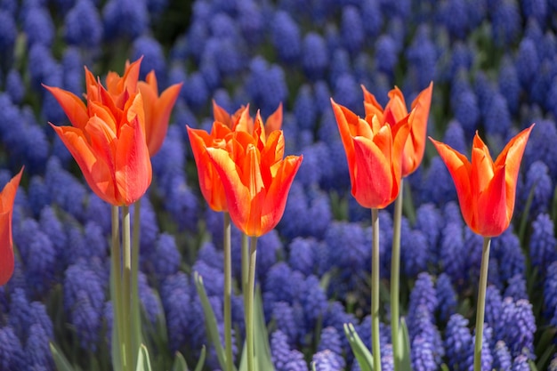 Colorful tulip flowers bloom in the garden