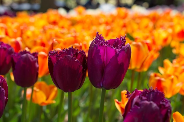 Colorful tulip flowers bloom in the garden