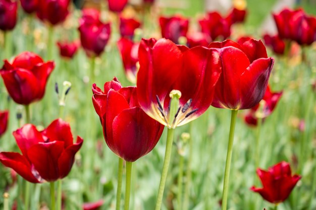 Colorful tulip flowers bloom in the garden