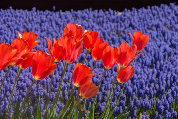 Colorful tulip flowers bloom in the garden