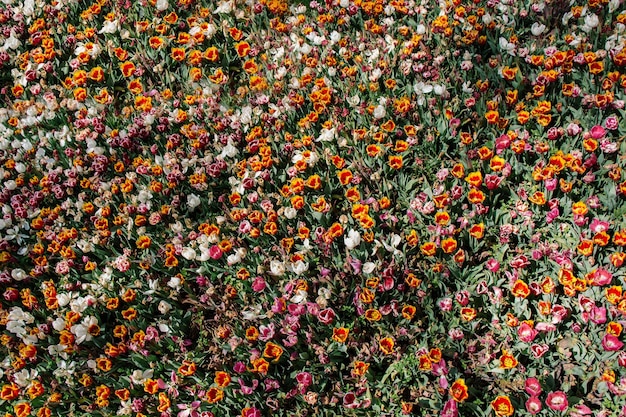 Colorful tulip flowers bloom in the garden