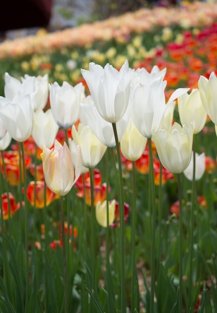 Colorful tulip flowers bloom in the garden