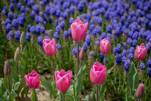 Colorful tulip flowers bloom in the garden