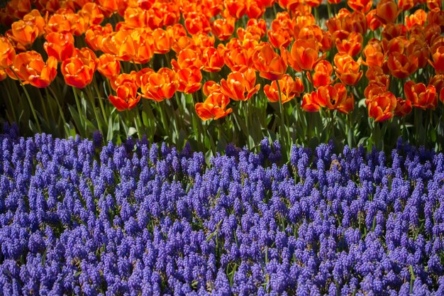 Colorful tulip flowers bloom in the garden