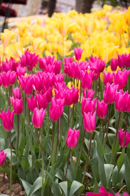 Colorful tulip flowers bloom in the garden