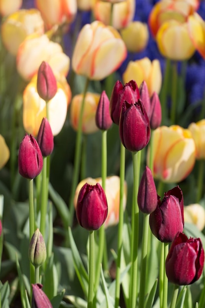 Colorful tulip flowers bloom in the garden