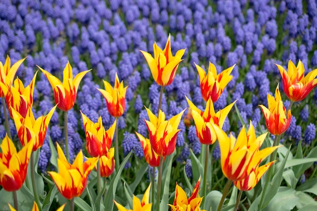 Colorful tulip flowers bloom in the garden