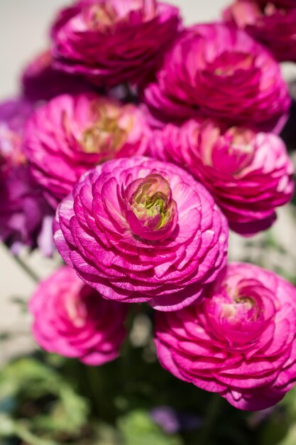 Colorful tulip flowers bloom in the spring garden