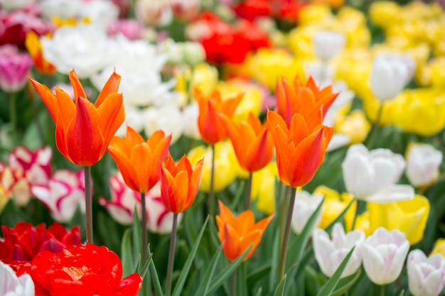 Colorful tulip flowers bloom in the spring garden