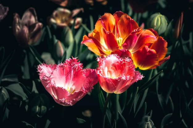 Colorful tulip flowers bloom in the spring garden