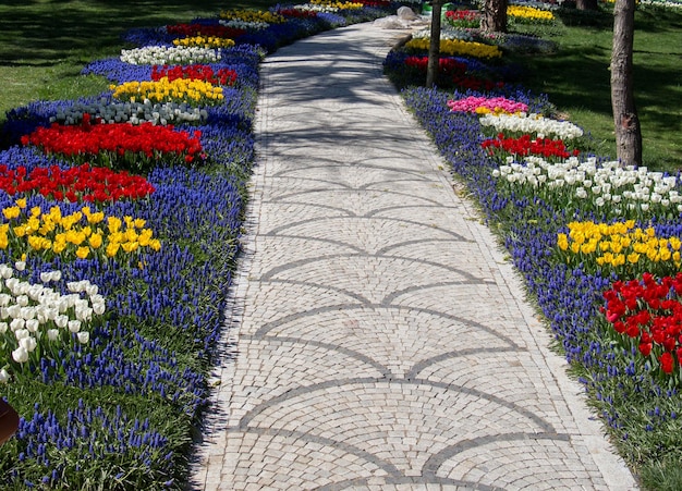 Colorful tulip flowers in the garden