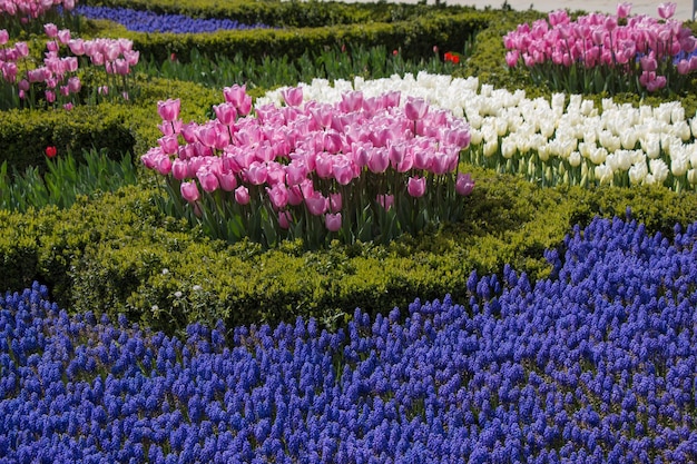 Colorful tulip flowers in the garden