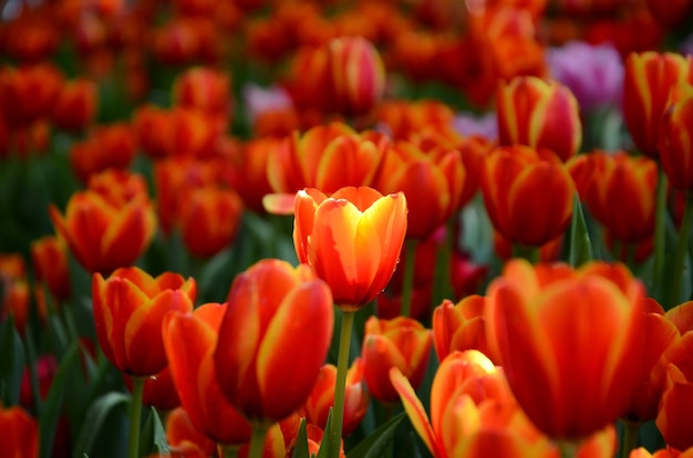 Colorful tulip garden in spring