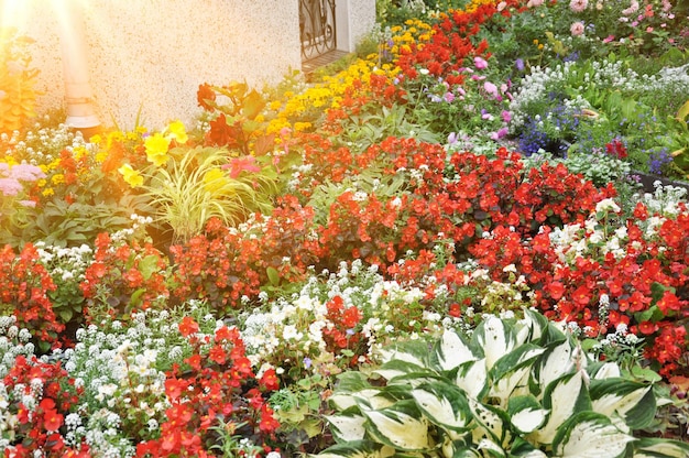 Colorful tulip garden in spring