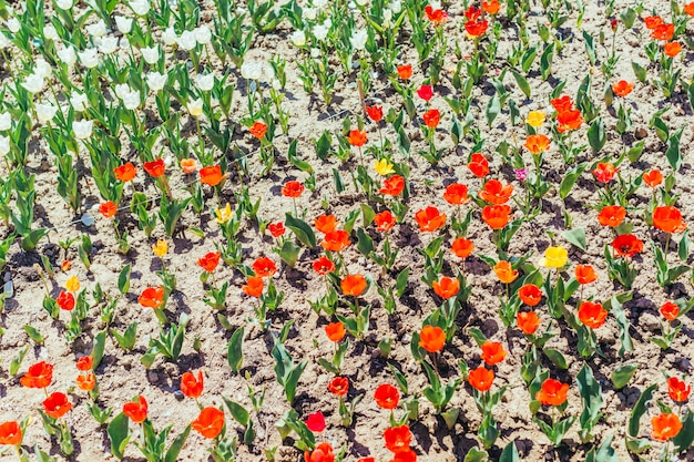 Colorful tulip garden in spring