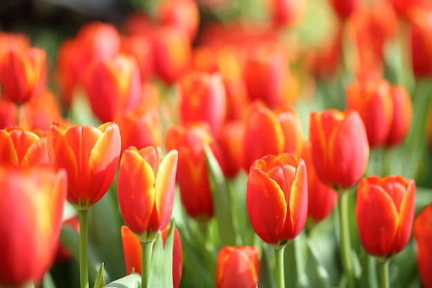 Colorful tulips in close up