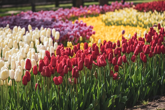 Colorful Tulips At Emirgan Park Istanbul