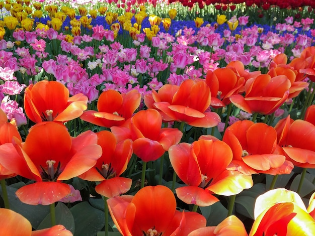 colorful tulips field of flowers