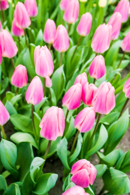 Colorful tulips flowering on background