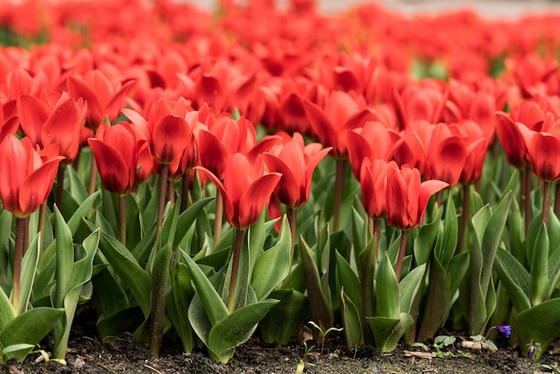 Colorful tulips flowering background